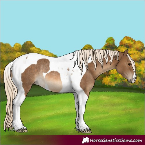 Horse Color:Chocolate Palomino Tobiano Rabicano