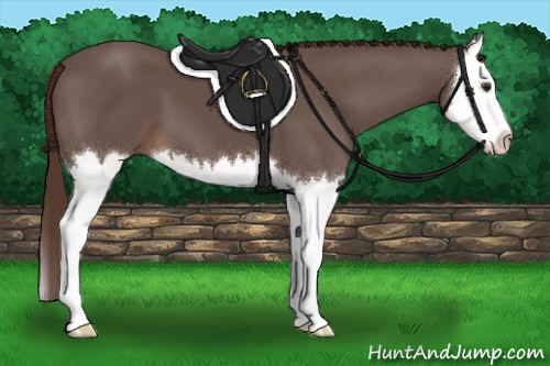 Horse Color:Liver Chestnut Splash 