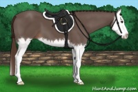 Horse Color:Liver Chestnut Splash 