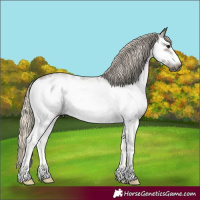 Horse Color:Gray White Spotted Silver Smoky Blue Roan Frame 
