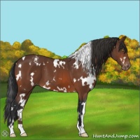 Horse Color:White Spotted Bay Appaloosa 