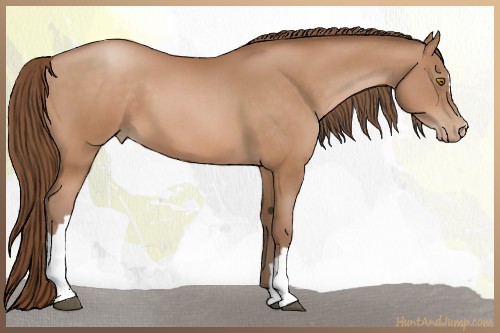 Horse Color:Bay Pearl 
