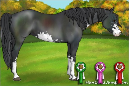 Horse Color:Black Sabino 
