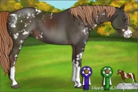 Horse Color:Liver Chestnut Sabino