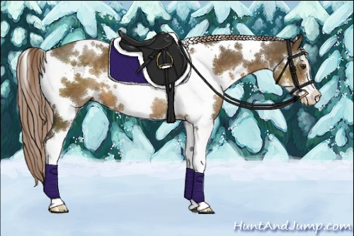 Horse Color:White Spotted Chocolate Palomino Sabino 