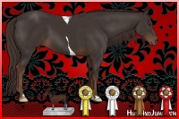 Horse Color:Liver Chestnut Tobiano