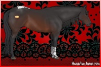 Horse Color:Brown Tobiano Rabicano 