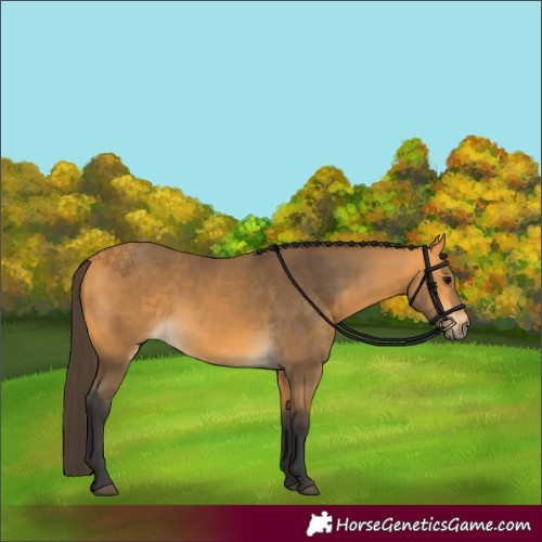 Horse Color:Buckskin 