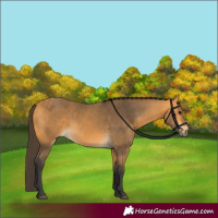 Horse Color:Buckskin 