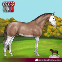Horse Color:Classic Champagne Splash