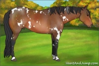 Horse Color:White Spotted Bay 