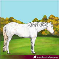 Horse Color:White Spotted Chestnut Pearl Sabino Appaloosa 