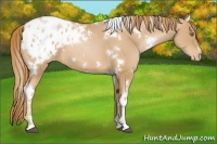 Horse Color:White Spotted Chestnut Pearl Sabino Appaloosa 