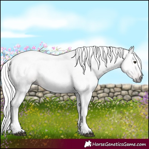 Horse Color:Gray Silver Brown 