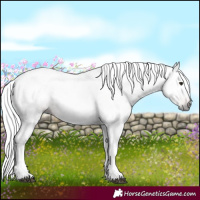 Horse Color:Gray Silver Brown 