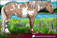 Horse Color:White Spotted Silver Grullo