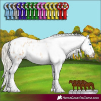 Horse Color:White Spotted Gold Cream Champagne Pearl Splash Appaloosa 