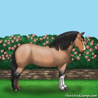 Horse Color:Bay Roan
