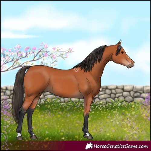 Horse Color:Bay 
