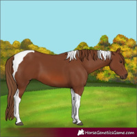 Horse Color:Chestnut Tobiano
