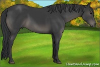 Horse Color:Black Sabino 