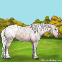 Horse Color:Bay Appaloosa  and Silver Bay Appaloosa 