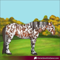 Horse Color:Bay Leopard  and Bay Leopard Rabicano 