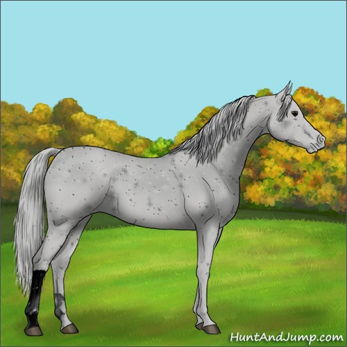 Horse Color:ERROR: UNKNOWN ANOMALY