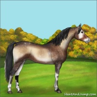 Horse Color:Void Brown Roan Onyx 