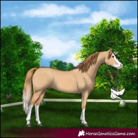 Horse Color:Red Dun Splash 