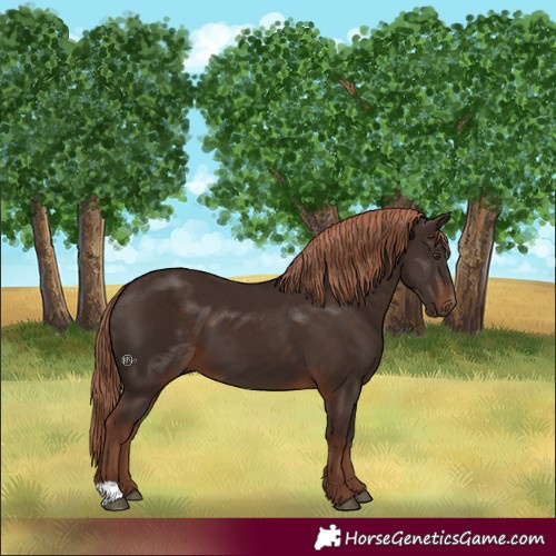 Horse Color:Liver Chestnut 
