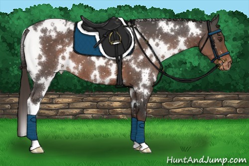 Horse Color:White Spotted Liver Chestnut Appaloosa 