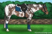 Horse Color:White Spotted Liver Chestnut Appaloosa 