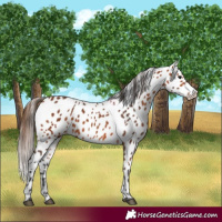 Horse Color:Bay Appaloosa 