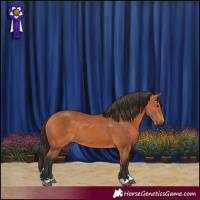 Horse Color:Bay 