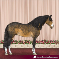 Horse Color:Buckskin 