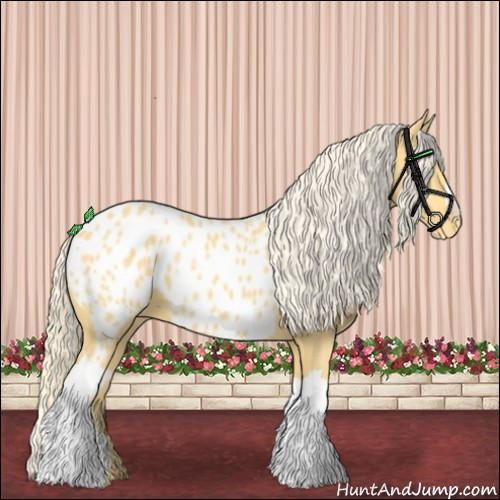 Horse Color:Palomino Appaloosa 