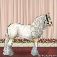 Horse Color:Palomino Appaloosa 