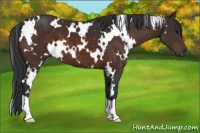 Horse Color:White Spotted Brown 
