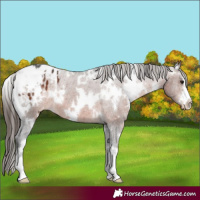Horse Color:White Spotted Brown Appaloosa 