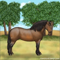 Horse Color:Buckskin 