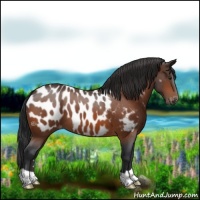 Horse Color:Brown Appaloosa 