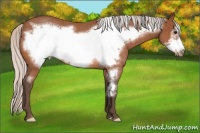 Horse Color:Silver Bay Roan Frame Rabicano