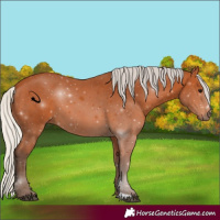 Horse Color:Silver Bay 