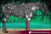 Horse Color:White Spotted Black 