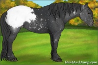 Horse Color:Black Appaloosa