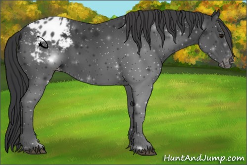 Horse Color:Black Appaloosa 