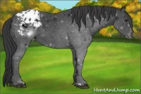 Horse Color:Black Appaloosa