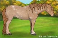 Horse Color:Chestnut Appaloosa 