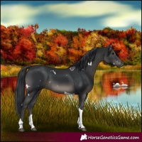 Horse Color:White Spotted Black Tobiano 